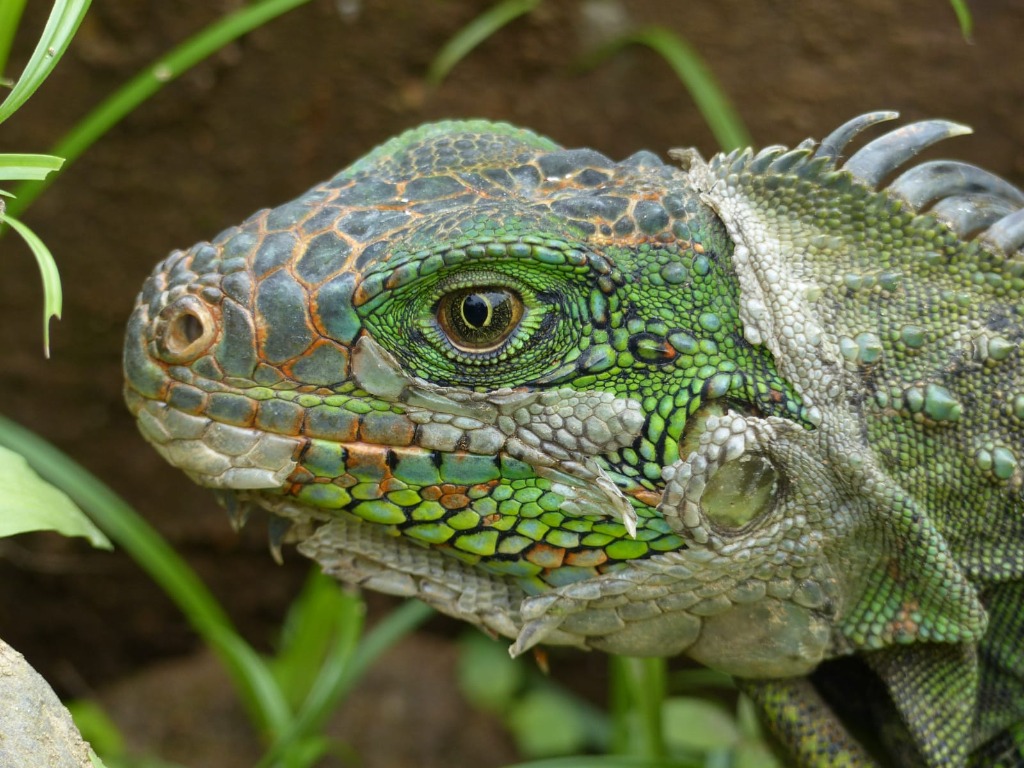 Iguana entre la vegetación de Ecuador