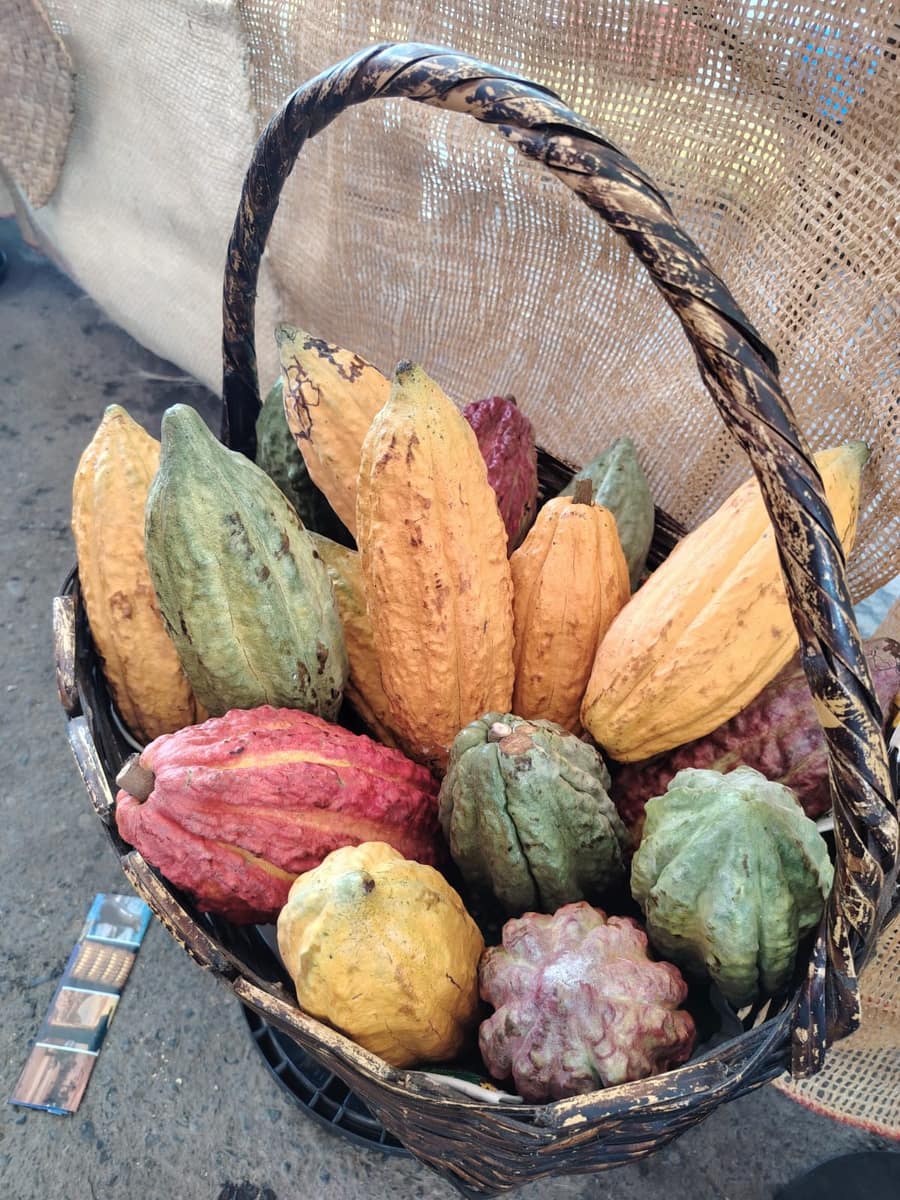 Cosecha de cacao