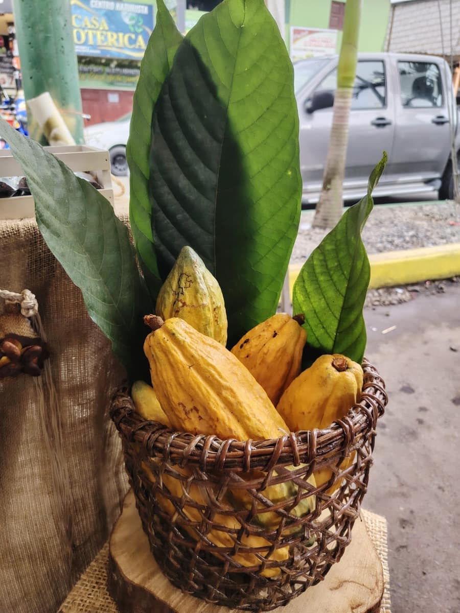 Cacao nacional fresco